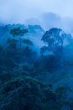Satellietbeeld, Oud tropisch bos in de mist, mooi ochtendlicht De kunst van het vormen van een bos in regenachtig seizoen Blauwe royalty-vrije stock afbeelding Satellietbeeld, Oud tropisch bos in de mist, mooi ochtendlicht De kunst van het vormen van een bos in regenachtig seizoen Blauwe royalty-vrije stock afbeelding