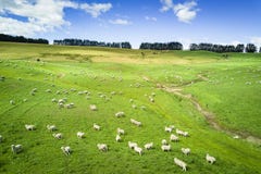 Satellietbeeld van vee in het platteland van Nieuw Zeeland op het Zuideneiland stock afbeelding Satellietbeeld van vee in het platteland van Nieuw Zeeland op het Zuideneiland stock afbeelding