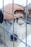 The satisfied husky dog closed eyes, the hand of a man strokes the dog that sits with the cell behind the bar royalty free stock images The satisfied husky dog closed eyes, the hand of a man strokes the dog that sits with the cell behind the bar royalty free stock images