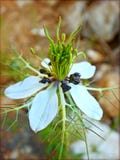 Sativa μακρο λουλούδι Nigela στο υπόβαθρο ανθών και ταπετσαρίες στην κορυφή υψηλή - ποιοτικές τυπωμένες ύλες στοκ εικόνα με δικαίωμα ελεύθερης χρήσης Sativa μακρο λουλούδι Nigela στο υπόβαθρο ανθών και ταπετσαρίες στην κορυφή υψηλή - ποιοτικές τυπωμένες ύλες στοκ εικόνα με δικαίωμα ελεύθερης χρήσης