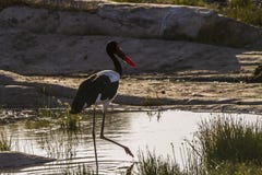 Satteln Sie berechneten Storch in Nationalpark Kruger, Südafrika stockfotos Satteln Sie berechneten Storch in Nationalpark Kruger, Südafrika stockfotos