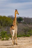 Saucy Giraffe Tail Flick