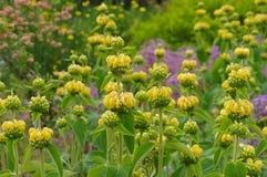 Sauge de Jérusalem, russeliana de Phlomis photos stock Sauge de Jérusalem, russeliana de Phlomis photos stock