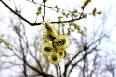 Saules fleurissants image stock Saules fleurissants image stock