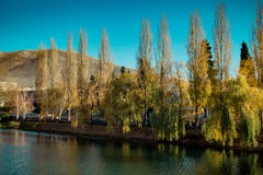 Saules sur la banque d'une rivière en automne image stock Saules sur la banque d'une rivière en automne image stock