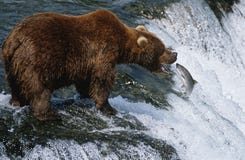 Saumons contagieux d'ours de Brown de parc national des Etats-Unis Alaska Katmai dans la vue de côté de rivière image stock Saumons contagieux d'ours de Brown de parc national des Etats-Unis Alaska Katmai dans la vue de côté de rivière image stock