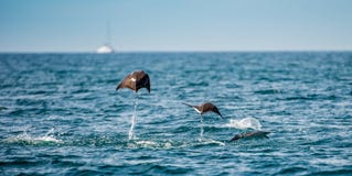 Sauter de rayon de Mobula de l'eau photo libre de droits Sauter de rayon de Mobula de l'eau photo libre de droits