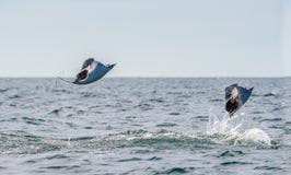 Sauter de rayon de Mobula de l'eau image libre de droits Sauter de rayon de Mobula de l'eau image libre de droits
