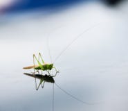 Sauterelle verte se reposant sur une surface de l'eau image libre de droits Sauterelle verte se reposant sur une surface de l'eau image libre de droits