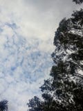 Save the world by planting trees royalty free stock photo Save the world by planting trees royalty free stock photo