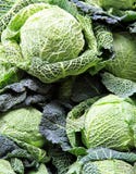 Savoy Cabbage Stock Images