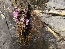 Saxifragaoppositifoliasubsp Oppositifolia arkivbilder Saxifragaoppositifoliasubsp Oppositifolia arkivbilder