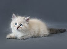 Sberian colorpointkattunge Royaltyfri Bild Sberian colorpointkattunge Royaltyfri Bild