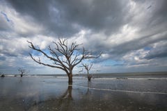 sc för ö för edisto för botanik för fjärdstrandboneyard arkivbild sc för ö för edisto för botanik för fjärdstrandboneyard arkivbild