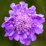 Scabiosa полно цветя, привлекает насекомых стоковое фото Scabiosa полно цветя, привлекает насекомых стоковое фото