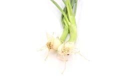 Scallion green onion spring onion salad onion bundle whole root on white background stock images Scallion green onion spring onion salad onion bundle whole root on white background stock images