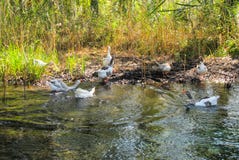 Scandal in the company of ducks on the bank of the river in a sunny day royalty free stock photo Scandal in the company of ducks on the bank of the river in a sunny day royalty free stock photo