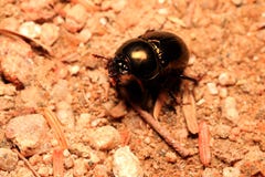 Scarab beetle on the ground stock images Scarab beetle on the ground stock images