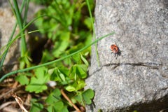 Scarabeo su un nasikomikoe di pietra della fauna selvatica delle piante verdi fotografia stock Scarabeo su un nasikomikoe di pietra della fauna selvatica delle piante verdi fotografia stock