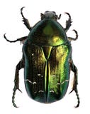 Scarabeo verde Rinforzo di Rosa, aurata di cetonia Immagine Stock Libera da Diritti Scarabeo verde Rinforzo di Rosa, aurata di cetonia Immagine Stock Libera da Diritti
