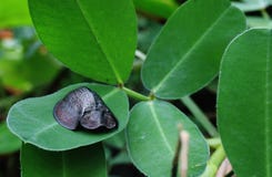 Scarabée, cassidinae ou Aspidomorpha noirs de tortue se reposant sur un congé dans la forêt tropicale photos stock Scarabée, cassidinae ou Aspidomorpha noirs de tortue se reposant sur un congé dans la forêt tropicale photos stock