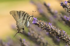 Scarce swallowtail butterfly Iphiclides podalirius butterfly o royalty free stock image Scarce swallowtail butterfly Iphiclides podalirius butterfly o royalty free stock image