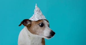 Scared dog in a foil hat