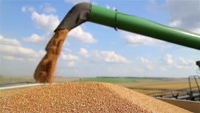 Scarico Del Grano Che Scarica I Semi Del Grano Dall&#39;associazione  All&#39;autocarro Con Cassone Ribaltabile Semi Dall&#39;associazione All Stock  Footage - Video di pianta, coltivatore: 155020686