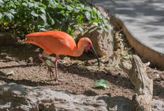 Scarlet Ibis Bird royalty free stock photos Scarlet Ibis Bird royalty free stock photos