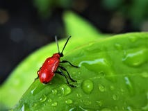 Scarlet Lily Leaf Beetle