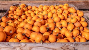 Scatola in pieno di piccole zucche arancio ad un mercato degli agricoltori fotografie stock libere da diritti Scatola in pieno di piccole zucche arancio ad un mercato degli agricoltori fotografie stock libere da diritti