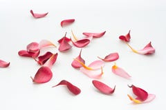 Scattered flower petals isolated on white