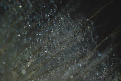 Scattering of water on the cobweb stock photography Scattering of water on the cobweb stock photography