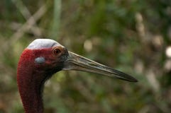 Distinctive head and beak of an adult indochinese sarus crane stock photography Distinctive head and beak of an adult indochinese sarus crane stock photography