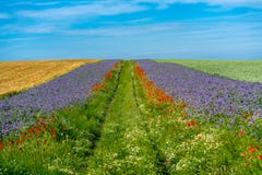 Scenic grain fields with borders of blue and red flowers stock photography Scenic grain fields with borders of blue and red flowers stock photography