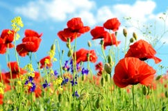 Scenic landscape with flowers poppies against the sky with clouds rest, relaxation, meditation, stress relief - concept stock photography Scenic landscape with flowers poppies against the sky with clouds rest, relaxation, meditation, stress relief - concept stock photography