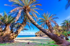 Scenic landscape of palm trees, turquoise water and tropical beach, Vai, Crete, Greece royalty free stock image Scenic landscape of palm trees, turquoise water and tropical beach, Vai, Crete, Greece royalty free stock image