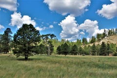 Apache Sitgreaves National Forest 2002 Rodeo-Chediski Fire Regrowth as of 2018, Arizona, United States royalty free stock photos Apache Sitgreaves National Forest 2002 Rodeo-Chediski Fire Regrowth as of 2018, Arizona, United States royalty free stock photos