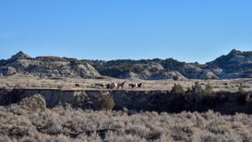 Wild horses graxe from a distance. royalty free stock photo Wild horses graxe from a distance. royalty free stock photo