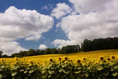 Scenic View On Summer Agricultural Landscape Stock Photo Scenic View On Summer Agricultural Landscape Stock Photo