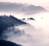 Picturesque forest in the fog