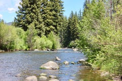 Scenic view of tall trees near a mountain stream. From the banks Stock Photography Scenic view of tall trees near a mountain stream. From the banks Stock Photography