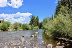 Scenic view of tall trees near a mountain stream. From the banks Royalty Free Stock Photos Scenic view of tall trees near a mountain stream. From the banks Royalty Free Stock Photos