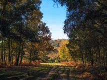 Sceniczny widok Ashdown las fotografia royalty free Sceniczny widok Ashdown las fotografia royalty free