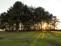 Sceniczny widok przyjaciel kępa obraz stock Sceniczny widok przyjaciel kępa obraz stock