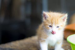 Schone Junge Katze Der Getigerten Katze Mit Blauen Augen Und Dem Blonden Haar Mit Der Zunge Draussen Stockbild Bild Von Blonden Blauen