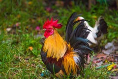 Schones Huhn Im Garten Stockfoto Bild Von Schones Garten 74461730