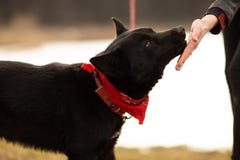 Sch?ferhundhund Brovko Vivchar, das durch Dorfsee mit seinem Meister geht stockbilder Sch?ferhundhund Brovko Vivchar, das durch Dorfsee mit seinem Meister geht stockbilder