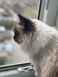 Sch?ne Katze, die heraus das Fenster schaut lizenzfreie stockbilder Sch?ne Katze, die heraus das Fenster schaut lizenzfreie stockbilder
