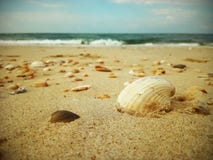 Sch?ne Muschel auf dem Strand lizenzfreie stockbilder Sch?ne Muschel auf dem Strand lizenzfreie stockbilder
